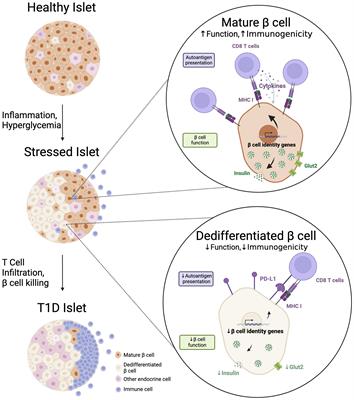 Beta cell dedifferentiation in type 1 diabetes: sacrificing function for survival?